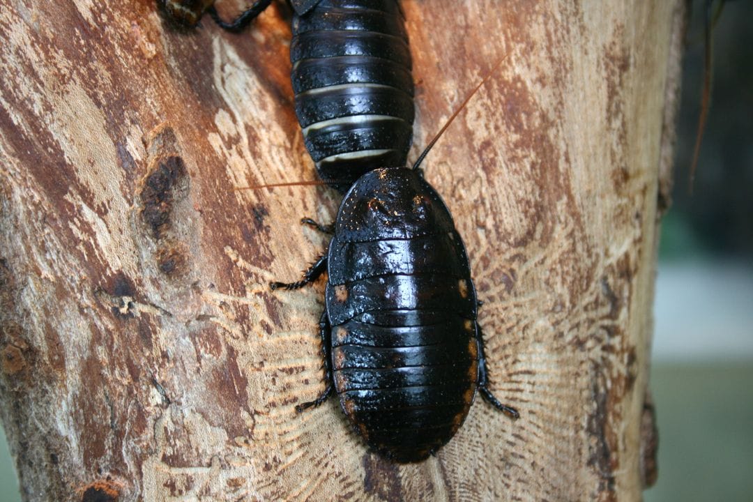Cafard noir et blanc de jardin
