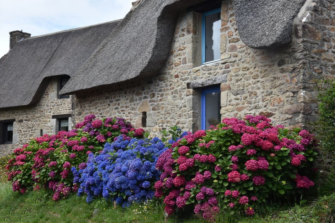 Hortensia planté devant une maison